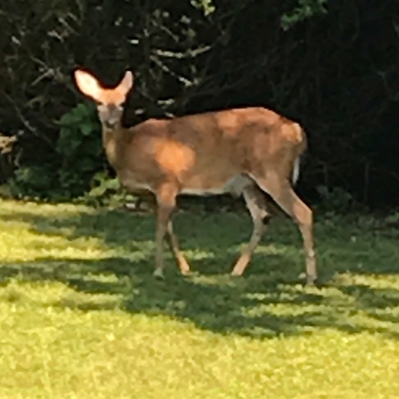 Meet your Posher, Ella - Picture 1 of 1